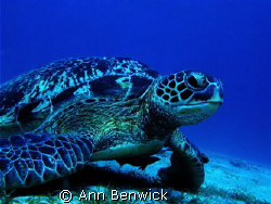 Green Sea Turtle ( Chelonia Mydas)
We saw this majestic ... by Ann Benwick 